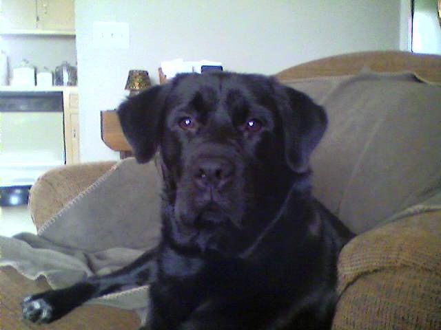 Pet enjoying cuddle time