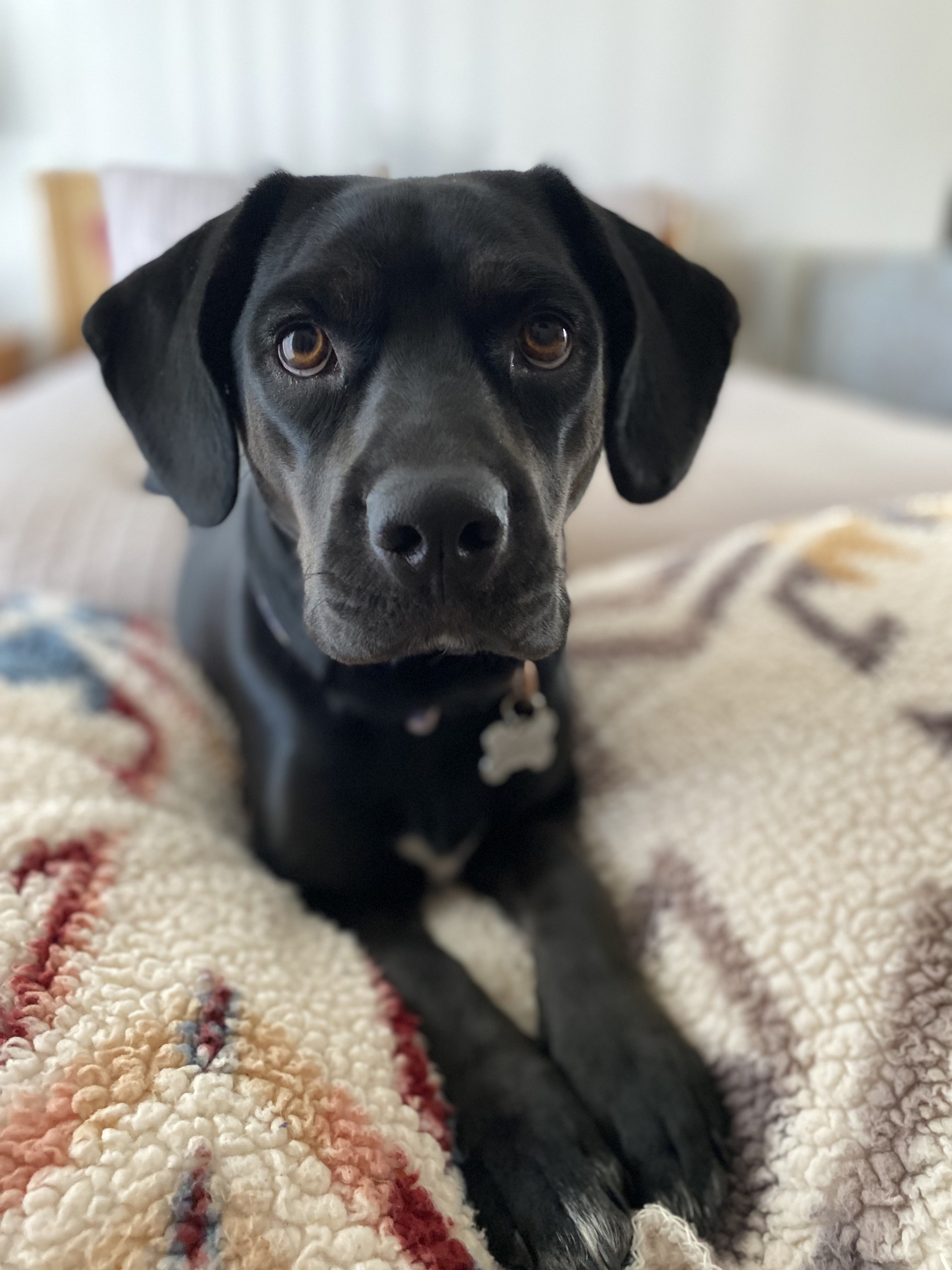 Calm pup during a visit