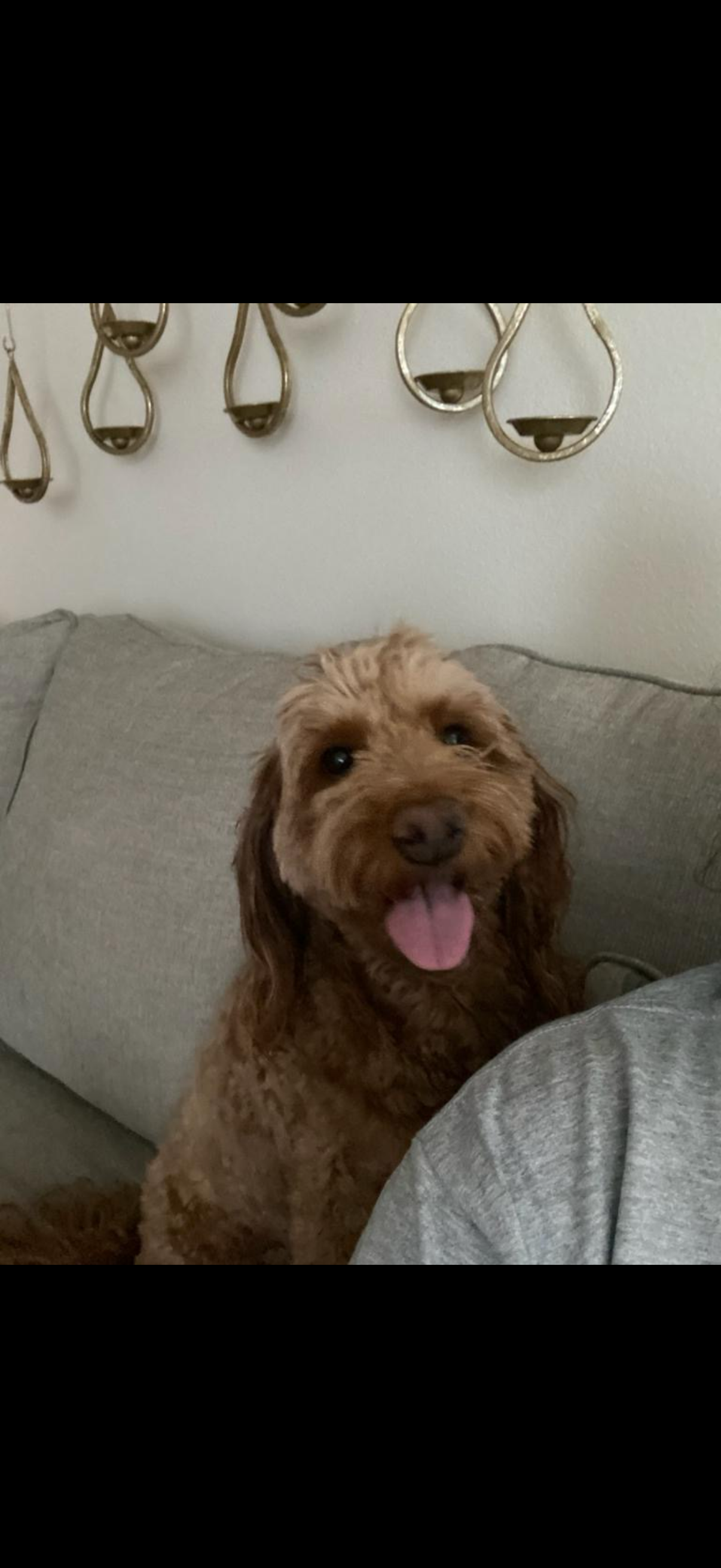 Playful pup in the yard