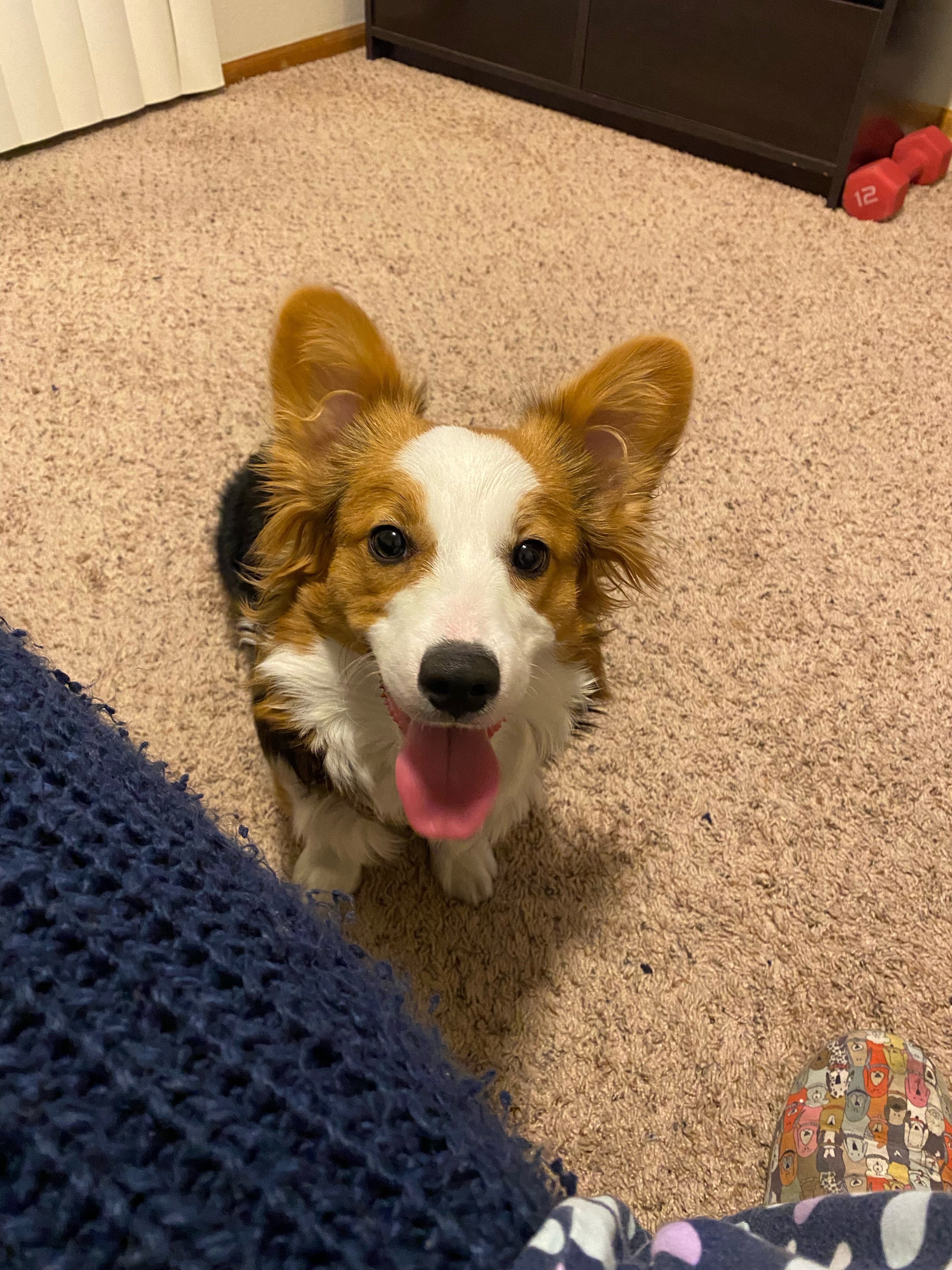 Dog snuggling on the couch