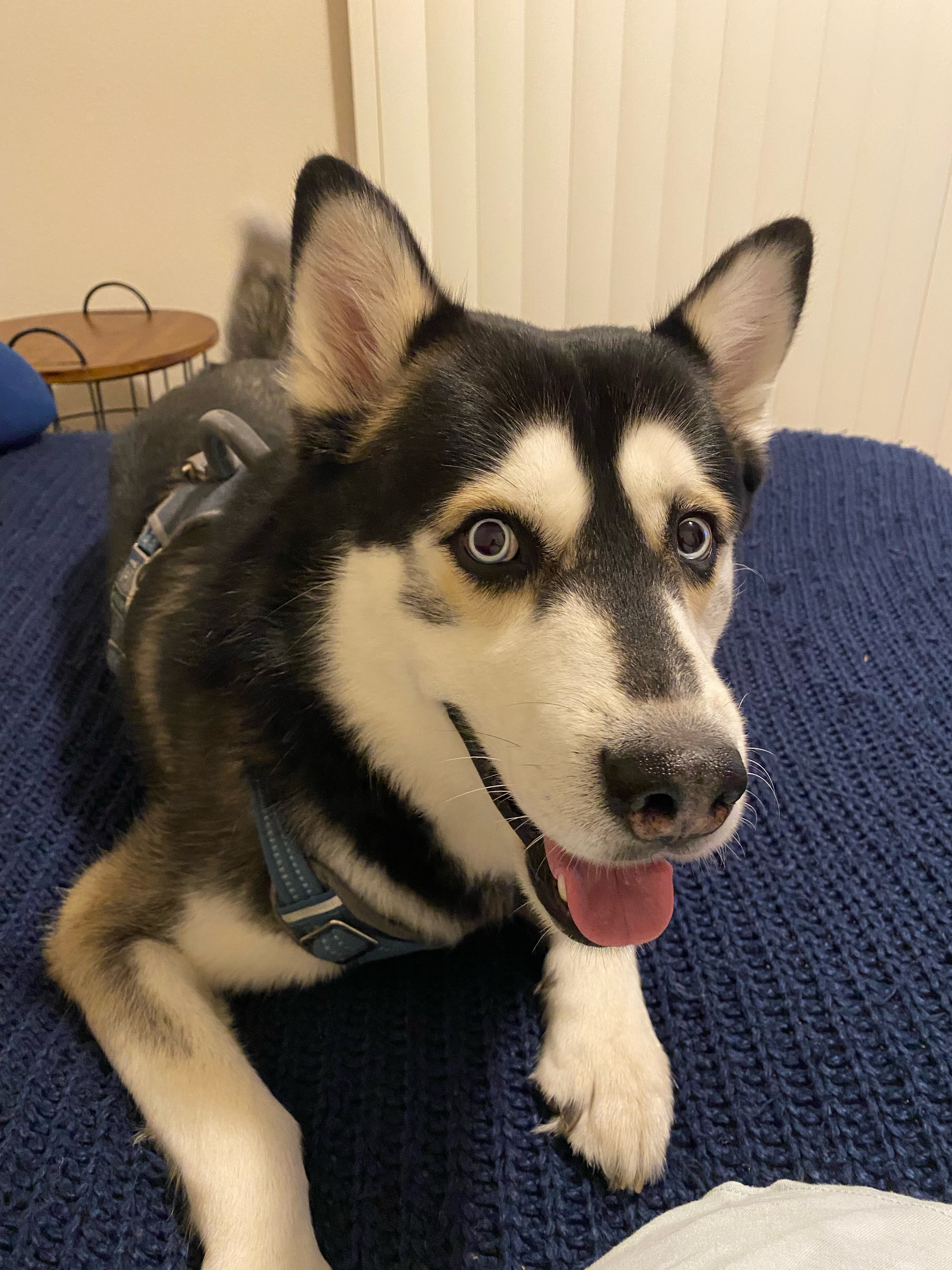 Walk with a happy dog